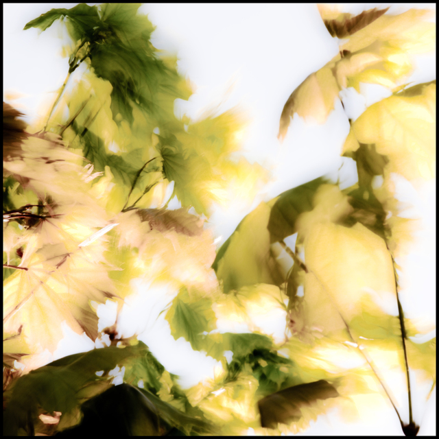 Spring Gale I - ID 004279