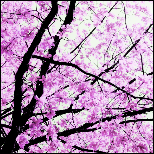 Pop Leaves - ID 004287