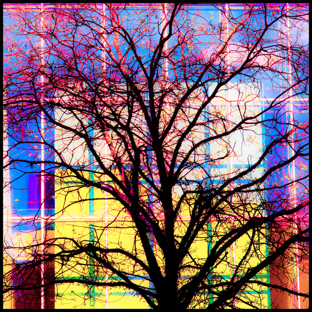 Tree and Glass - ID 004291