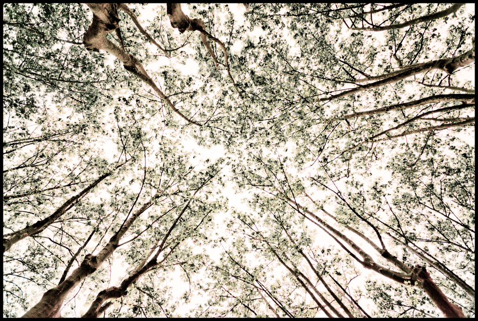 Occupied Sky - ID 004358