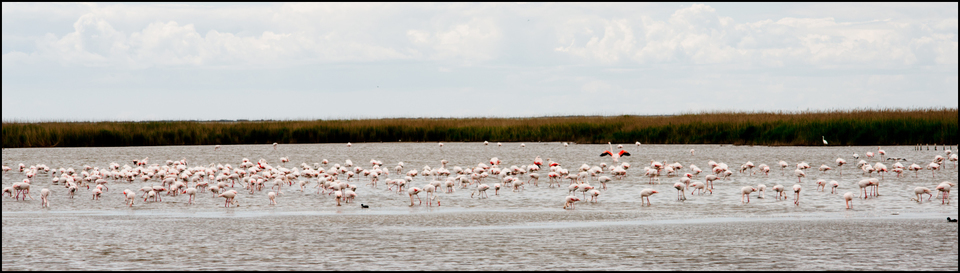 Flamingo I - ID 004373