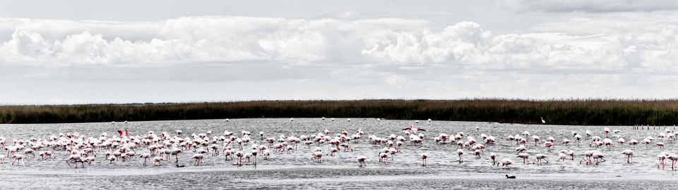 Flamingo II - ID 004374