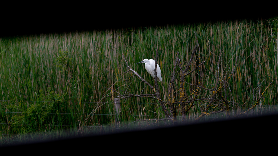 Camargue Bird - ID 004375
