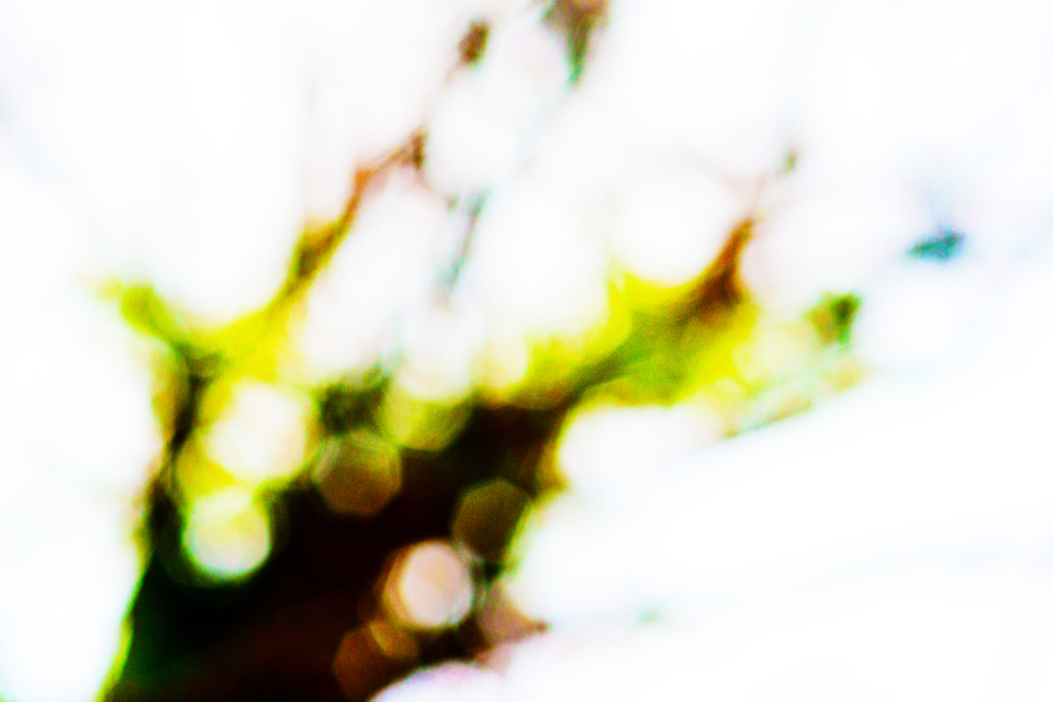 Camargue Tree - ID 004376