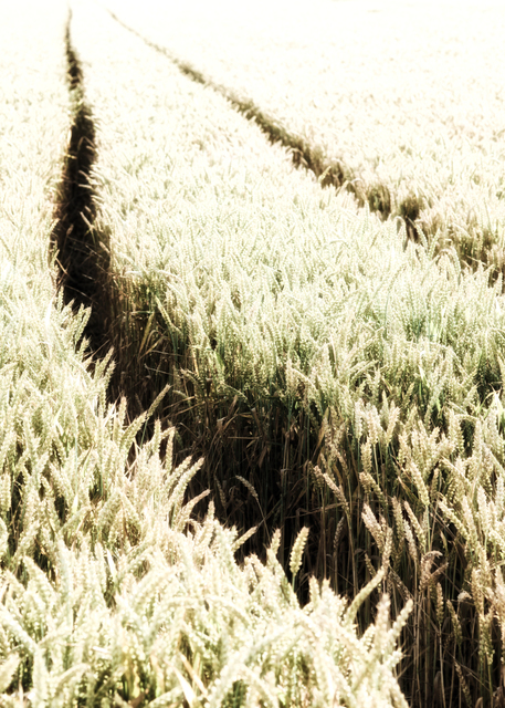 Machined Corn I - ID 004408