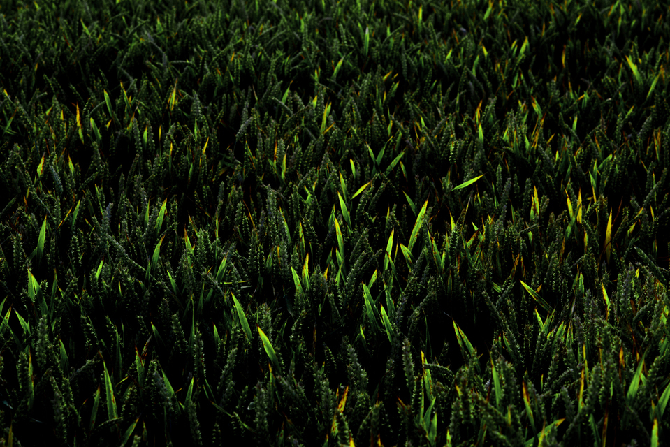 Green Corn - ID 004410