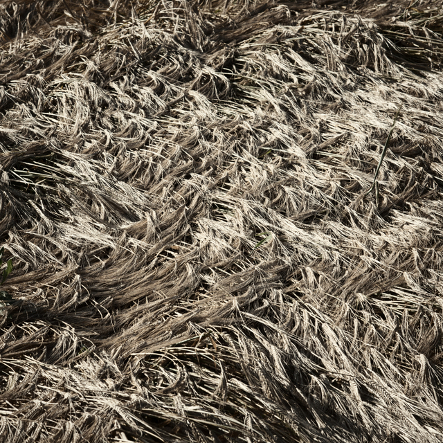 Flat Corn I - ID 004411