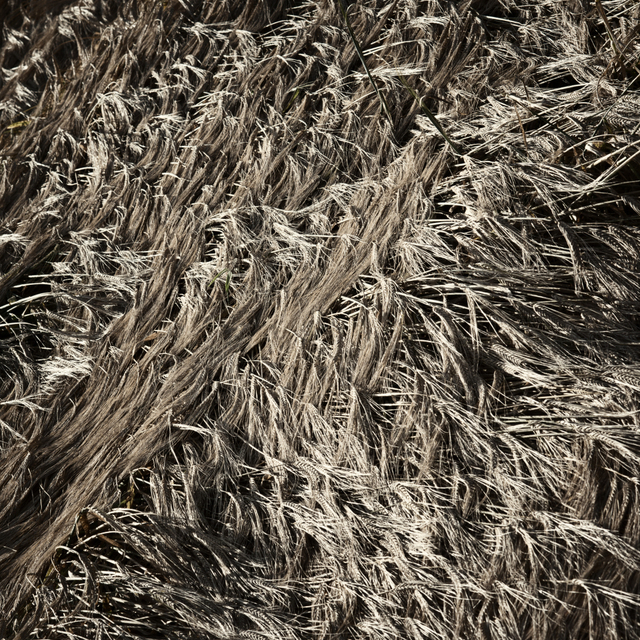 Flat Corn II - ID 004412