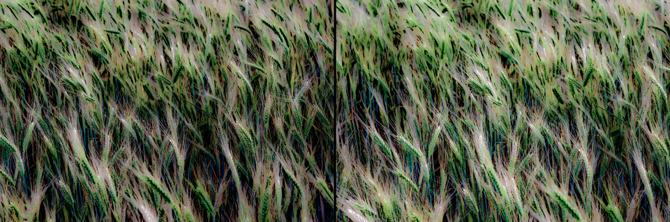 Growing Corn - ID 004423