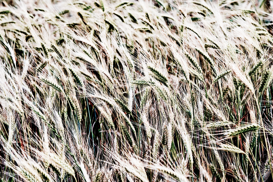 Backlight Corn - ID 004424