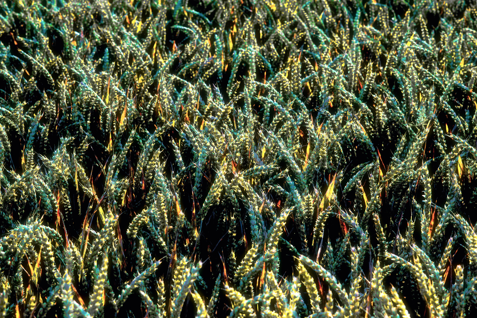 Colored Corn I - ID 004425