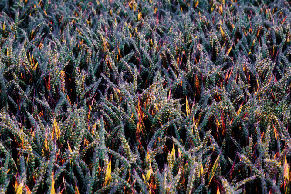 Colored Corn II - ID 004426