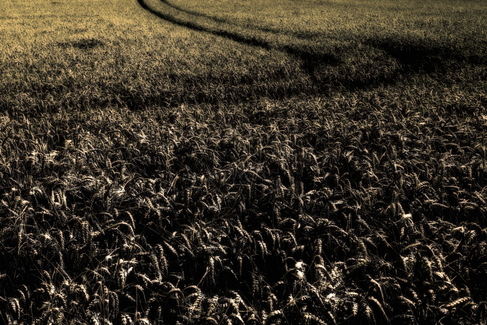 Dark Corn IV - ID 004517