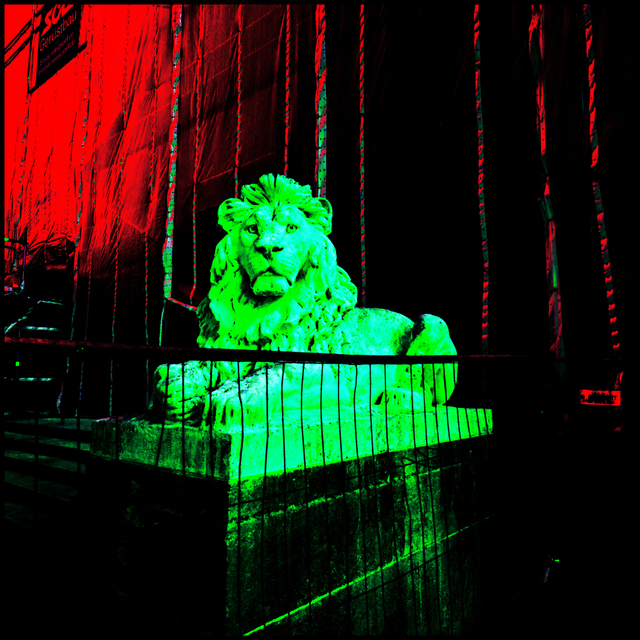 Lion behind Bars - ID 004590