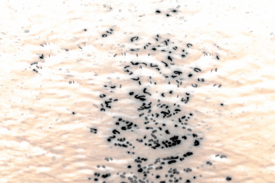 Water Play XIX - ID 004634