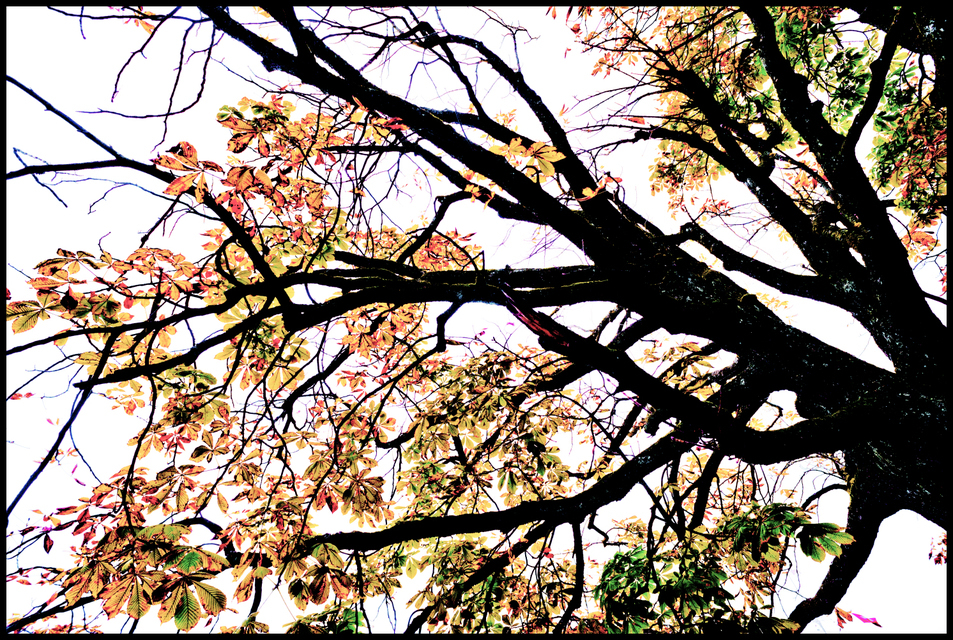 At Lake Zurich - ID 004712