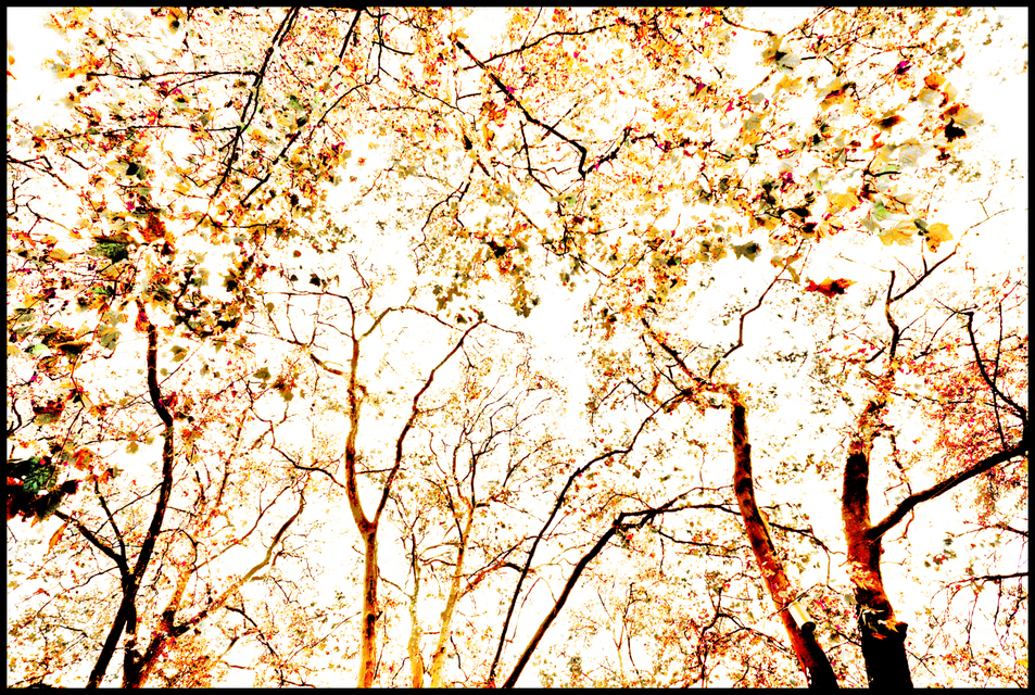 Red Trees - ID 004725