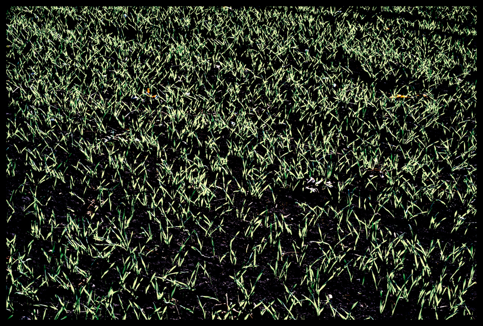 New Green on Black I - ID 004832