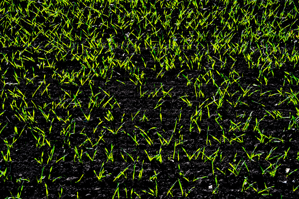 New Green on Black II - ID 004833