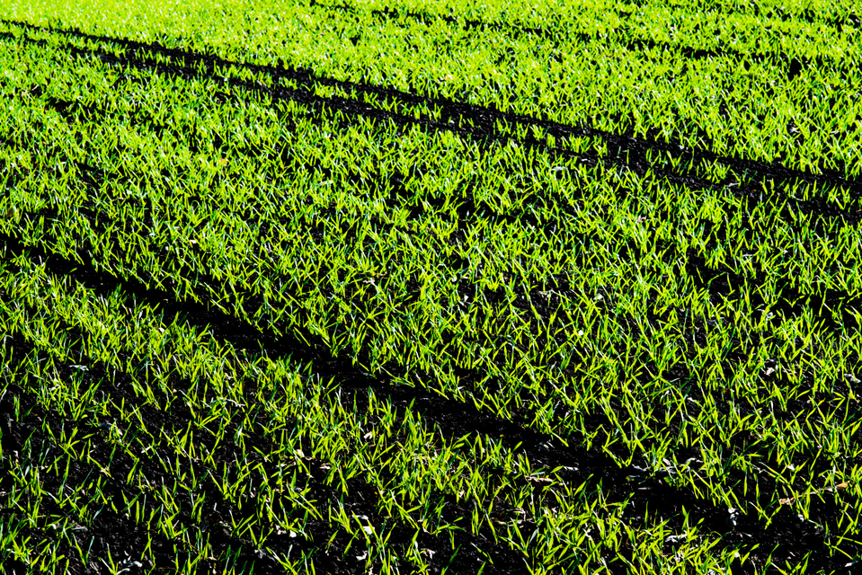 New Green on Black V - ID 004836