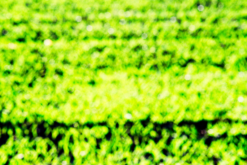 New Green on Black VIII - ID 004839