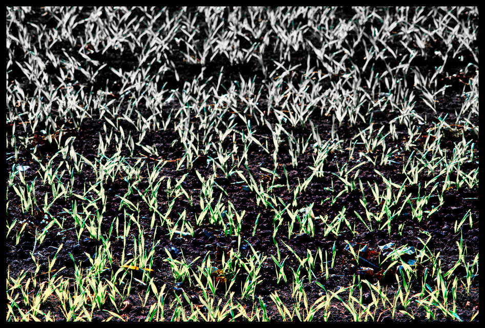 New Green Fade To Grey I - ID 004840