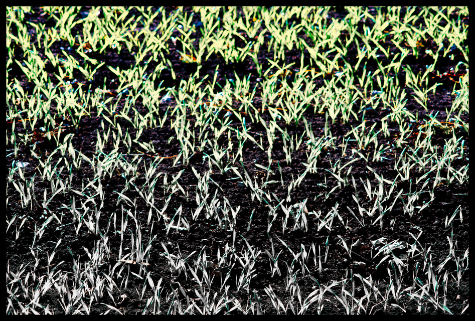 New Green Fade To Grey II - ID 004841