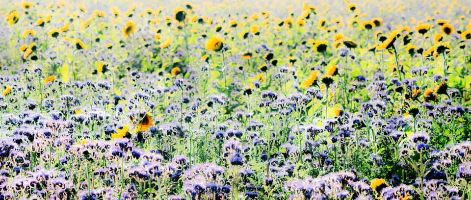 Sunflower Field I - ID 004860
