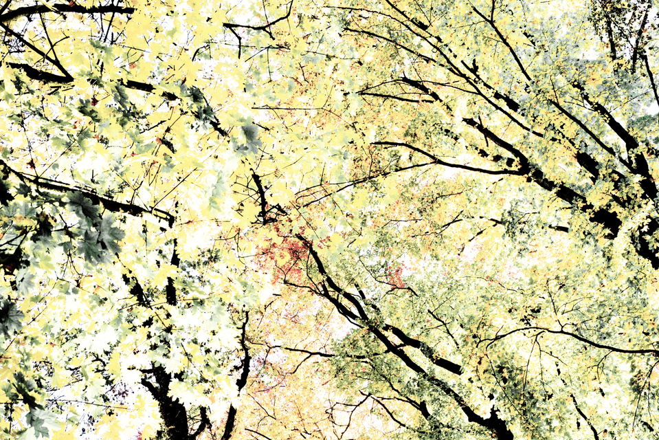 Leaves Ceiling - ID 004862