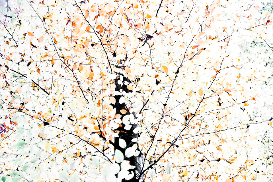 White Leaves - ID 004863