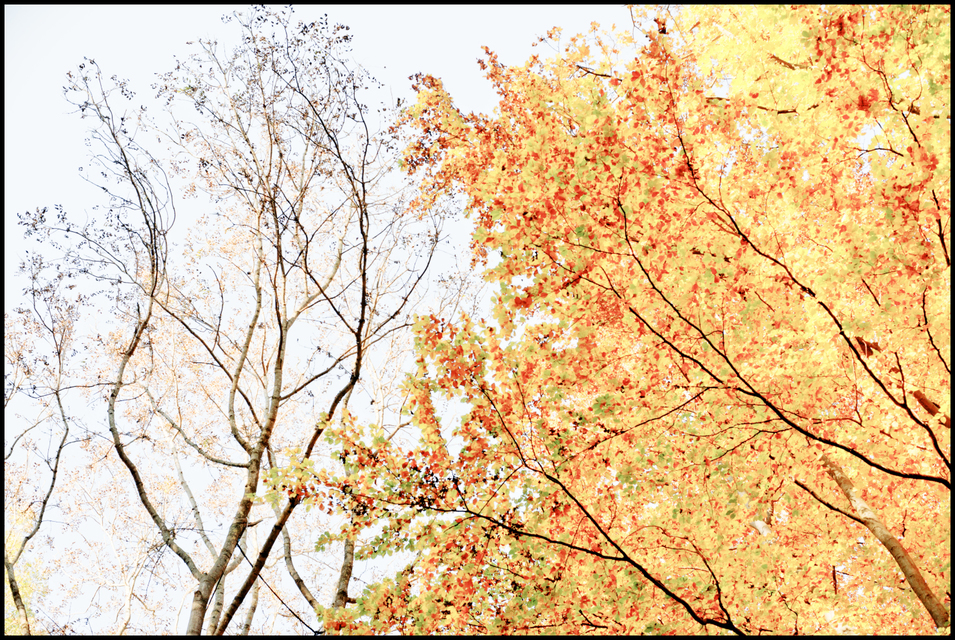 Leaf Border - ID 004864