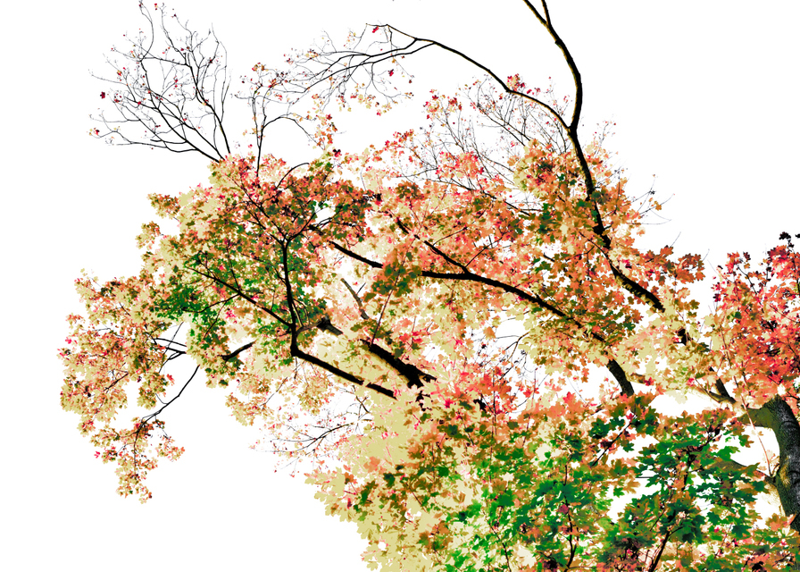 Watercolor Leaves II - ID 004866