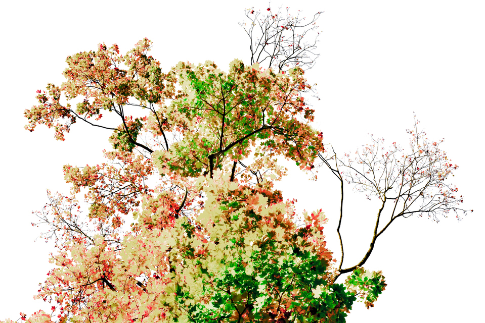 Watercolor Leaves III - ID 004867