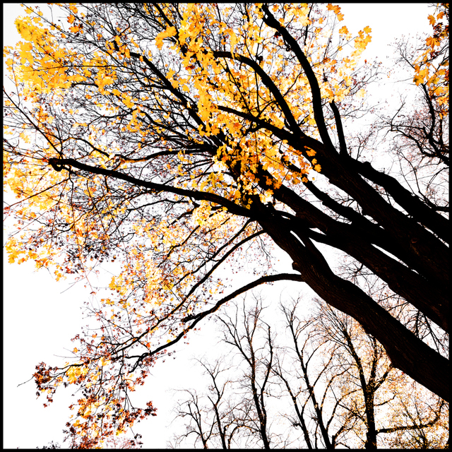 Remaining Leaves - ID 004870