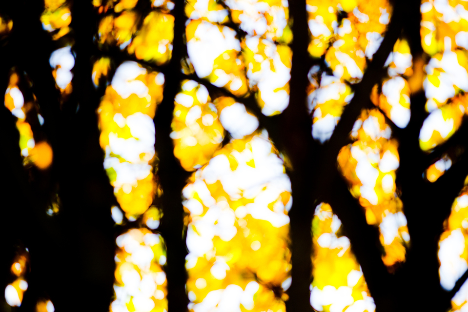 Golden Trees I - ID 004875