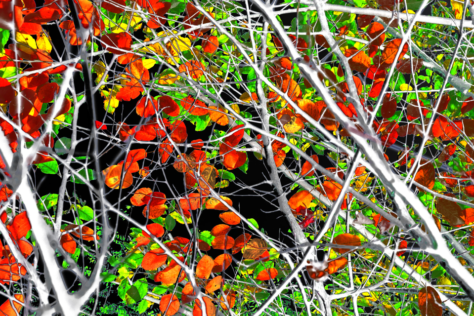 Red Green Leaves Variant I - ID 004879