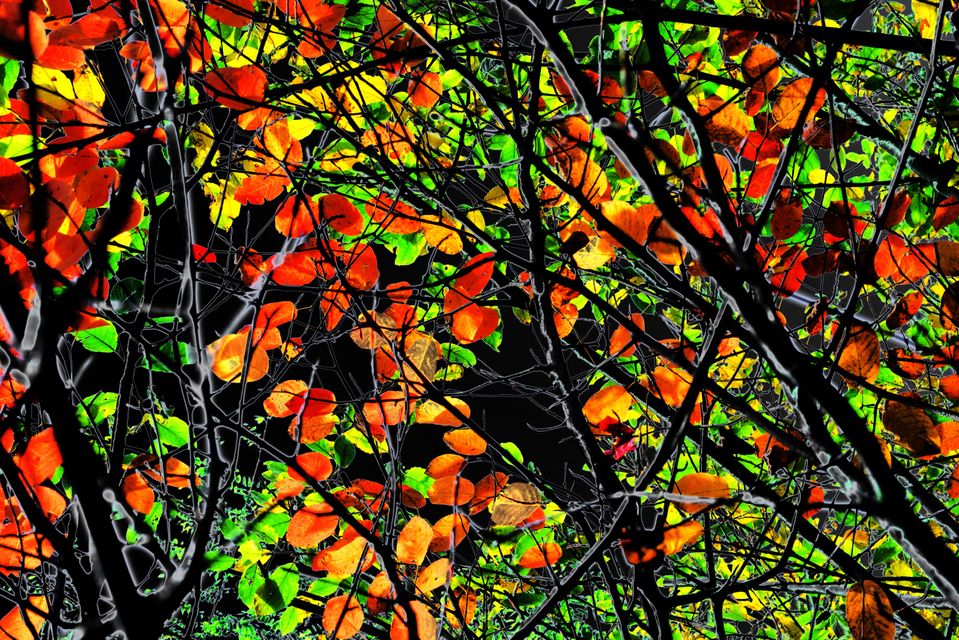 Red Green Leaves Variant III - ID 004880