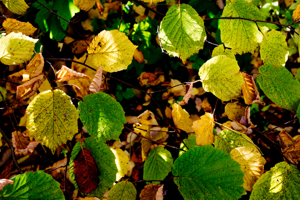 Yellow Green Leaves - ID 004881