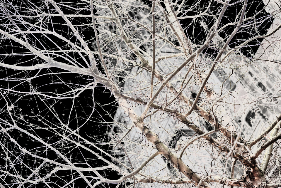 Winter Black - ID 004928