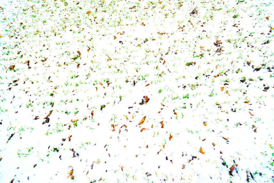 Leafs and Green on White - ID 005058