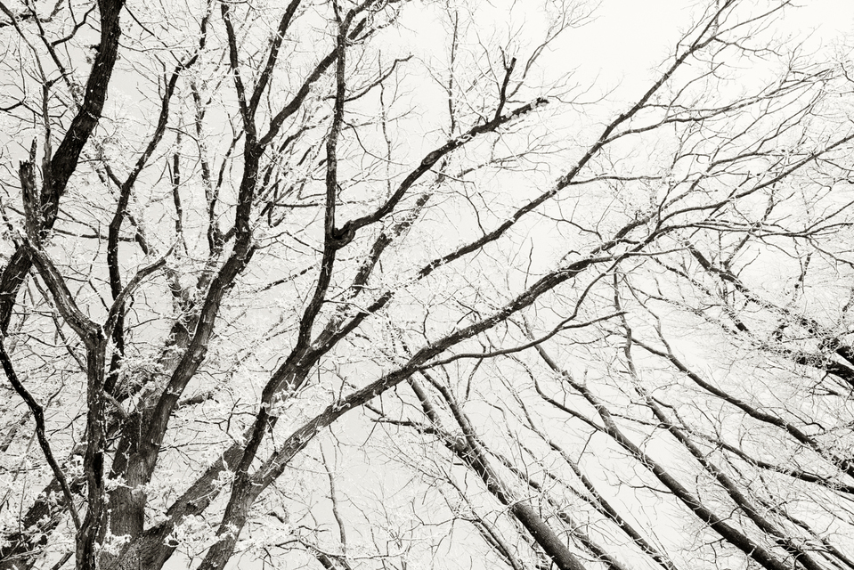 Winter Trees IV - ID 005064