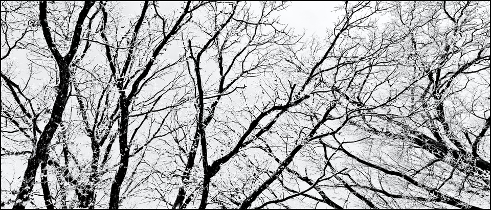 Winter Trees V - ID 005065