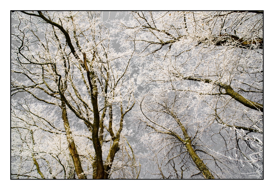 Winter Trees VII - ID 005067