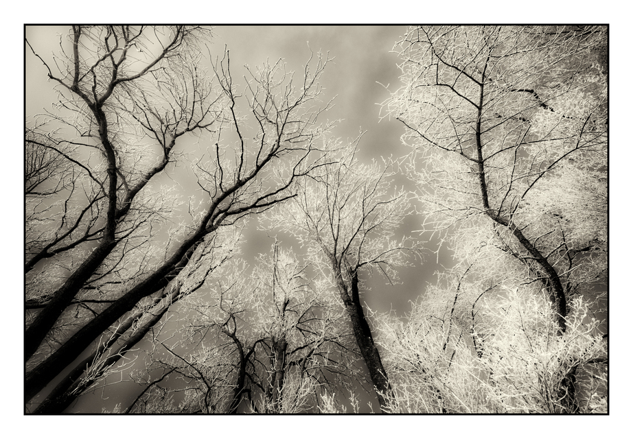 Winter Trees IX - ID 005069