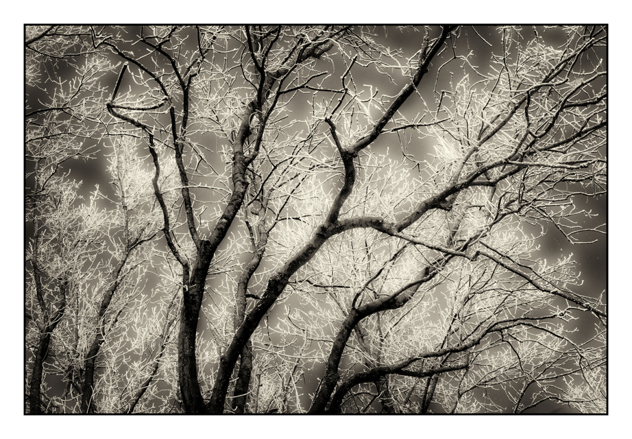 Winter Trees X - ID 005070