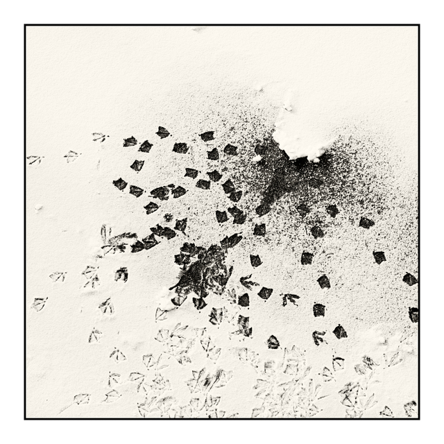 Traces in Snow I - ID 005076