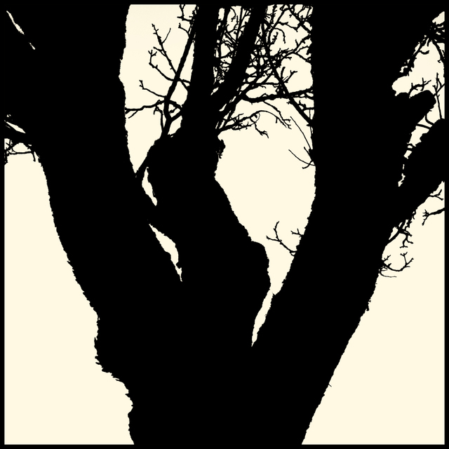 Branching - ID 005111