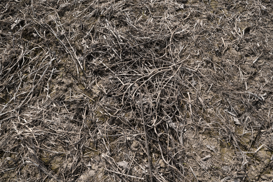 Empty Field II - ID 005133