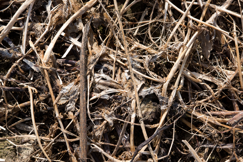 Long after the Harvest I - ID 005134