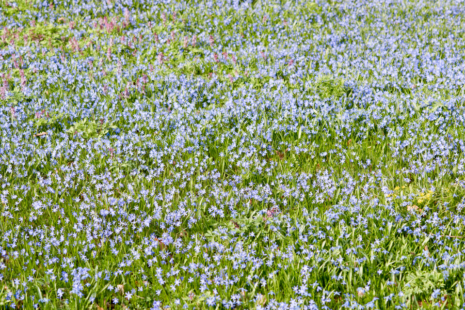 First new Green II - ID 005140